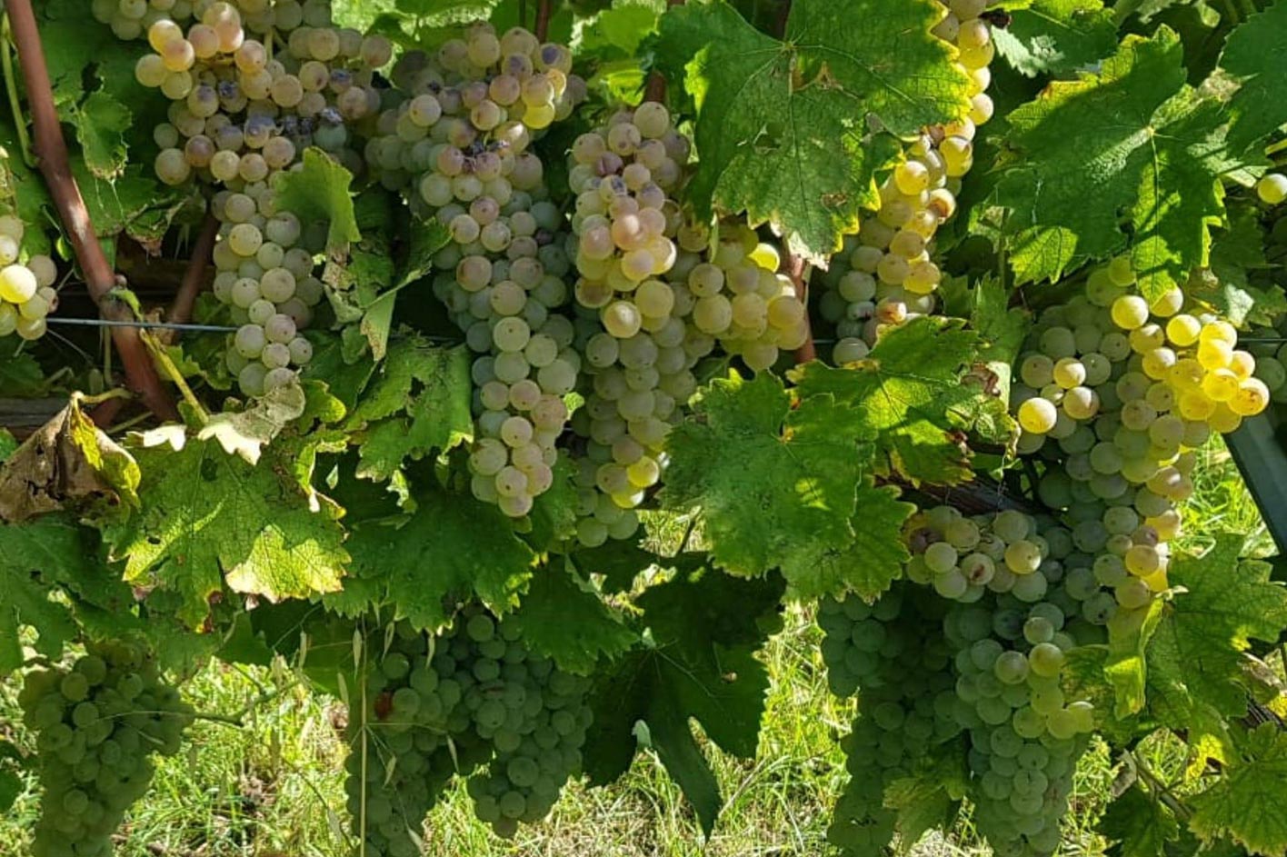 Vini-delle-marche-ancona